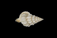 藏品(中華峨螺)的圖片